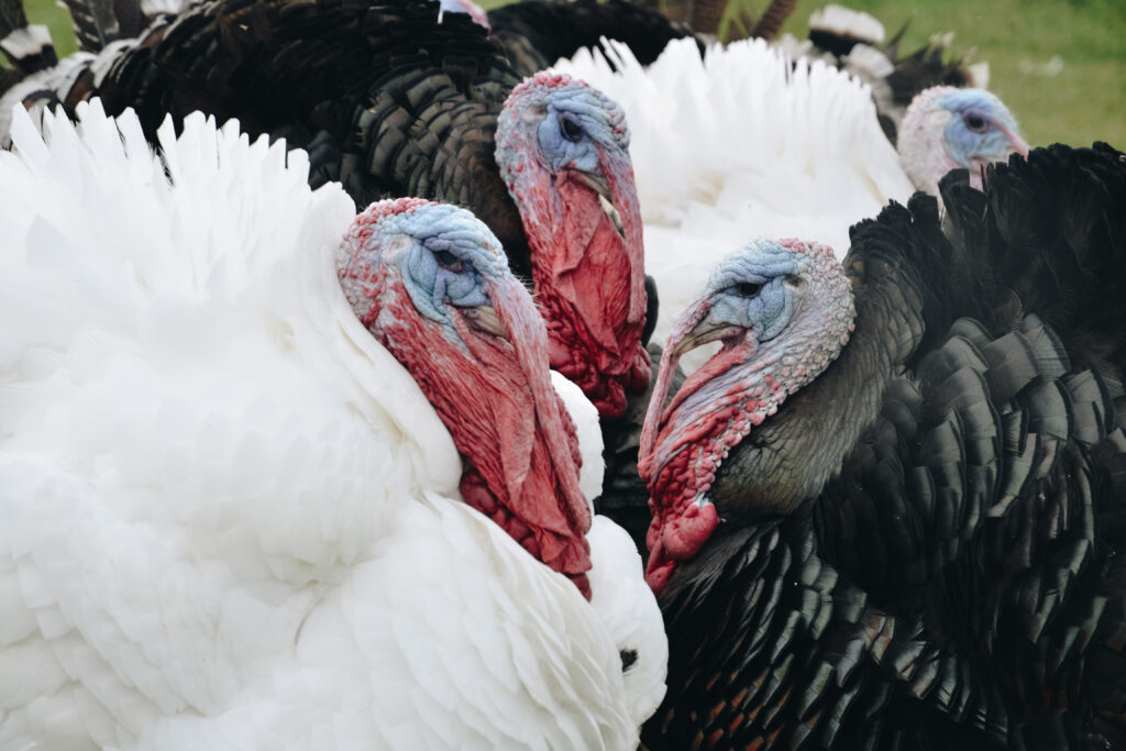 Thanksgiving and rise in popularity of turkey meat – Poultry with a  European passport